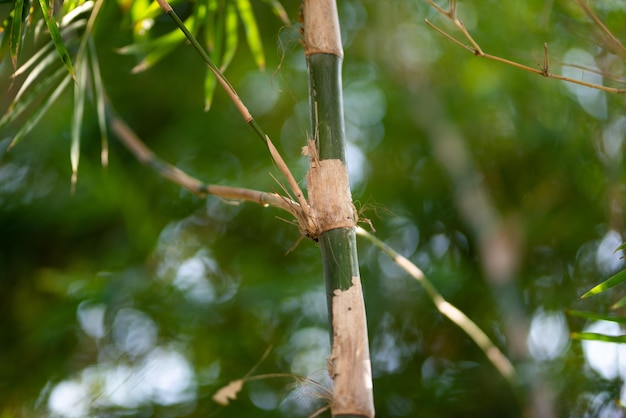 Plantas de bambu verde na floresta