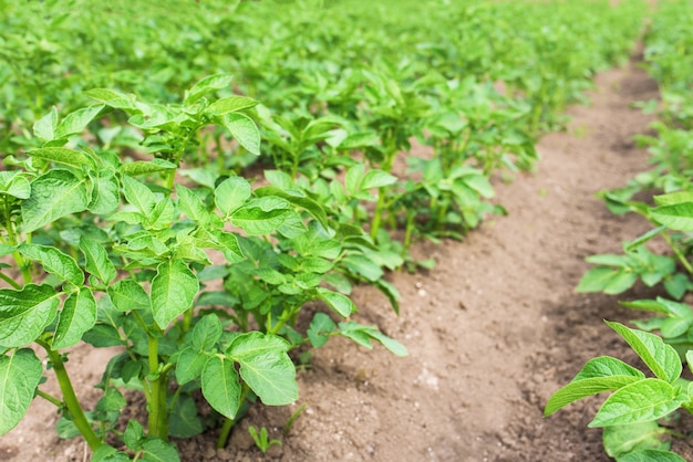 Plantas de batata no jardim