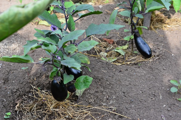 Plantas de berinjela em um jardim com flor azul e legumes de berinjela na cama do jardim