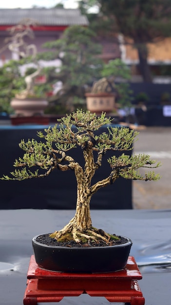 Plantas de bonsai que estão em concursos ou festivais. A arte de plantas anãs do Japão. Árvore bonsai.