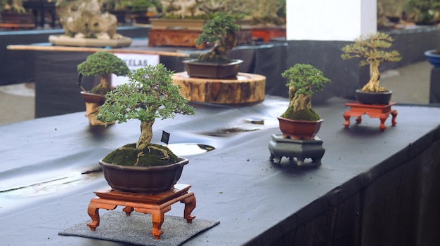 Plantas de bonsai que estão em concursos ou festivais. A arte de plantas anãs do Japão. Árvore bonsai.