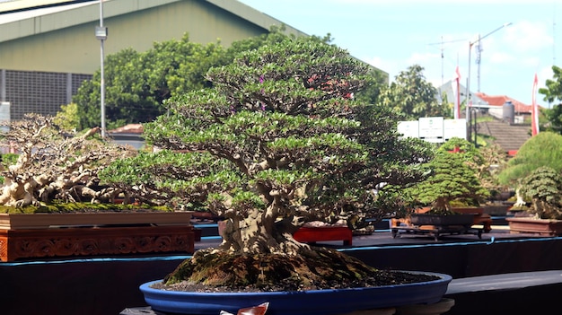 Plantas de bonsai que estão em concursos ou festivais. A arte de plantas anãs do Japão. Árvore bonsai.