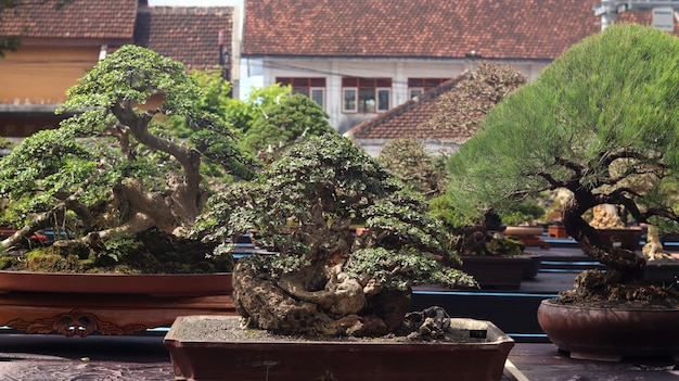 Plantas de bonsai que estão em concursos ou festivais. A arte de plantas anãs do Japão. Árvore bonsai.