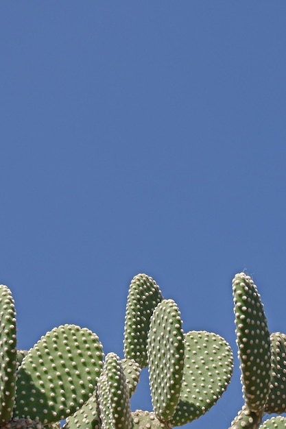 Plantas de cacto contra o céu