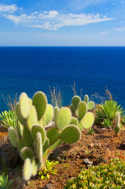 Foto plantas de cacto contra o mar azul calmo