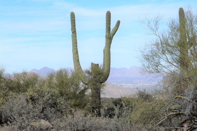 Plantas de cacto no deserto contra o céu