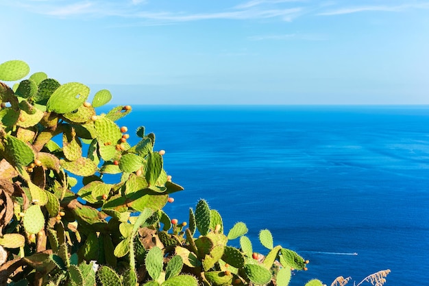 Plantas de cactos em Taormina e no Mar Mediterrâneo, Sicília, Itália