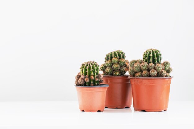 Plantas de cactos em vasos marrons no fundo branco