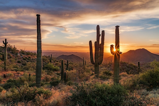 Plantas de cactus crescendo em terra contra o céu durante o pôr do sol