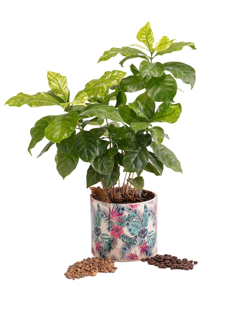 Plantas de café com feijão em uma panela em um fundo branco