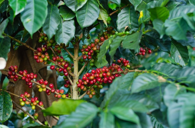 Plantas de café com grãos de café.