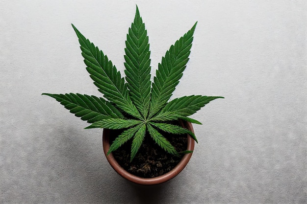 Plantas de cannabis crescendo em vaso em fundo cinza claro