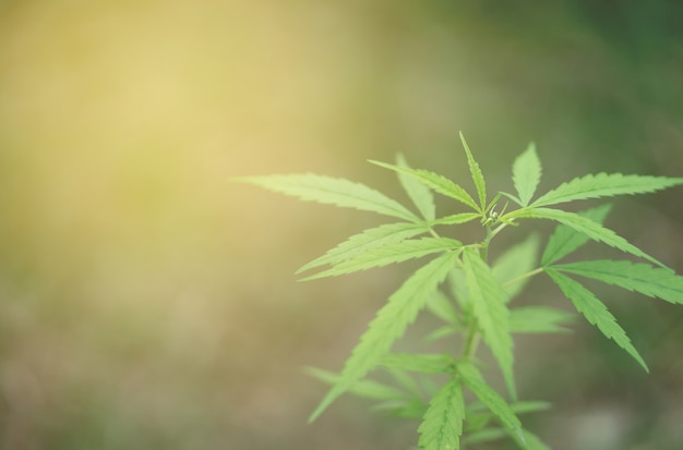 plantas de cannabis crescendo no campo