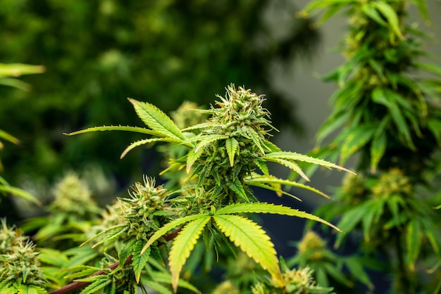 Plantas de cannabis fechadas com botões maduros gratificantes prontos para colheita