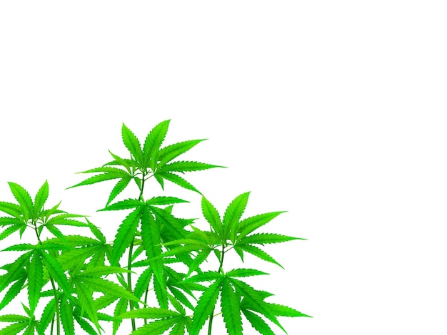 Plantas de cannabis que podem ser separadas no fundo branco