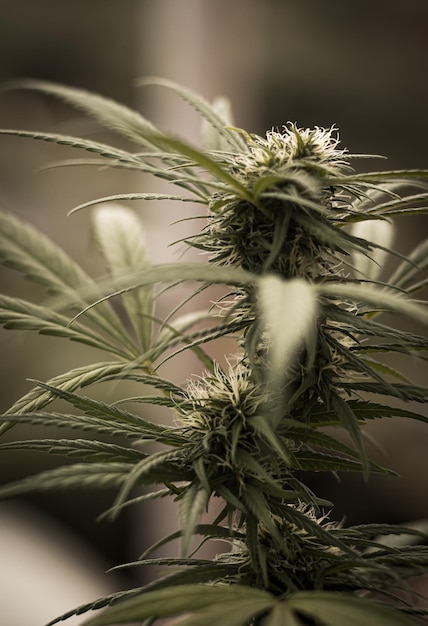 Plantas de cannabis selvagens iluminadas pela luz solar Planta de cânhamo orgânica Produtos de maconha medicinal