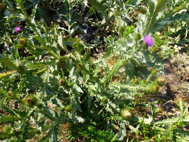 Foto plantas de cardo espinhoso exuberantes em tons verdes em todo o fundo uma grande diversidade natural