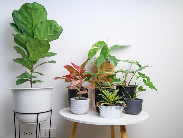 Foto plantas de casa árvore purificadora de ar com fiddle figaglaonemaepipremnum pinnatum variegatedpalm leaf