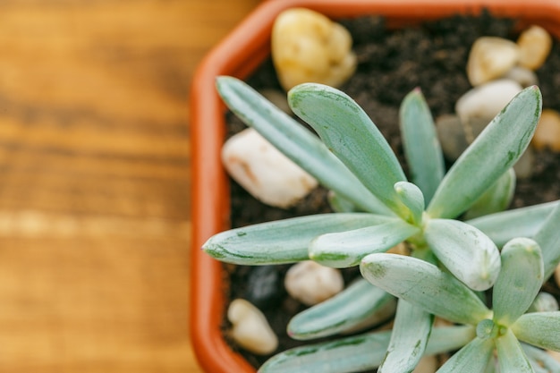 Plantas de casa com flores suculentas.