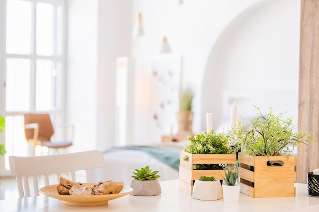 Plantas de casa em caixas decorativas no fundo do lugar interior limpo moderno para o seu texto