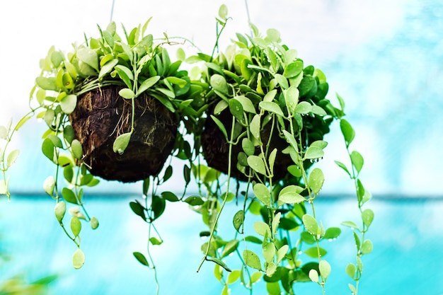 Plantas de casa em gotas de água