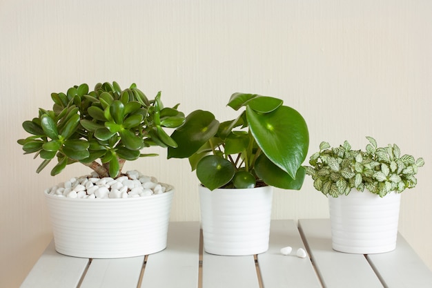 Plantas de casa fittonia albivenis, crassula ovata, peperomia em vasos brancos