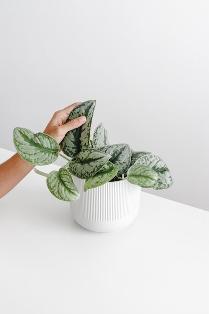 Plantas de casa modernas