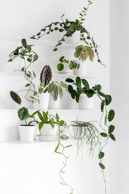 Foto plantas de casa modernas