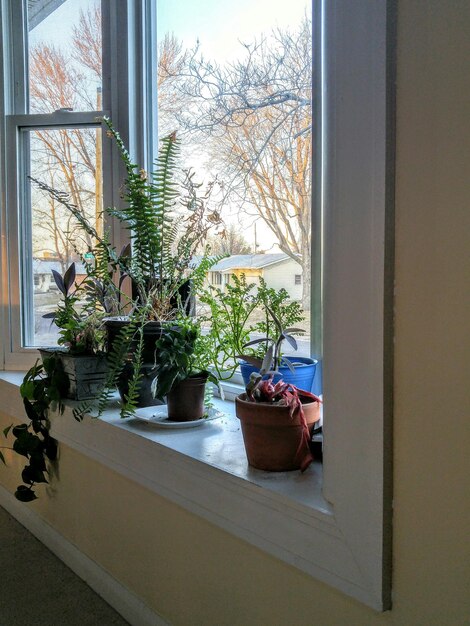 Plantas de casa no peitoral da janela em casa