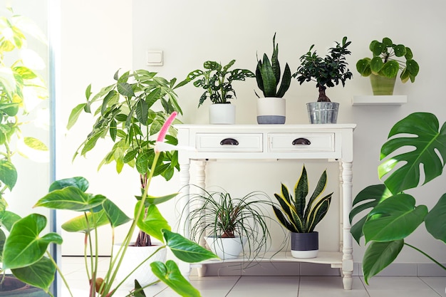 Plantas de casa variadas no conceito de jardim interno da sala