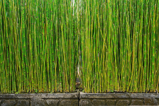 Plantas de caule de bambu crescendo em floresta densa como um bosque como um verde relaxante e pacífico