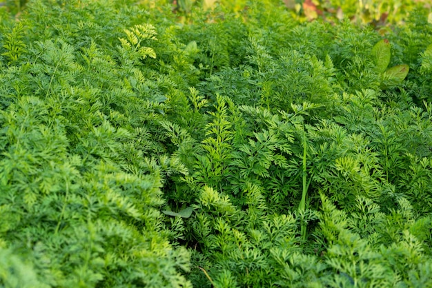 Plantas de cenoura estão crescendo na horta Fundo agrícola com folhas verdes de cenoura