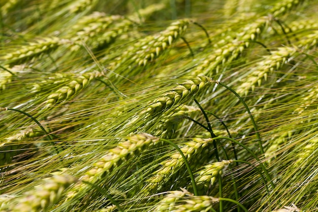 Plantas de centeio na temporada de verão em um campo agrícola, campo de centeio com espigas de centeio verdes verdes