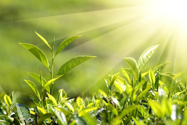 Plantas de chá em raios de sol