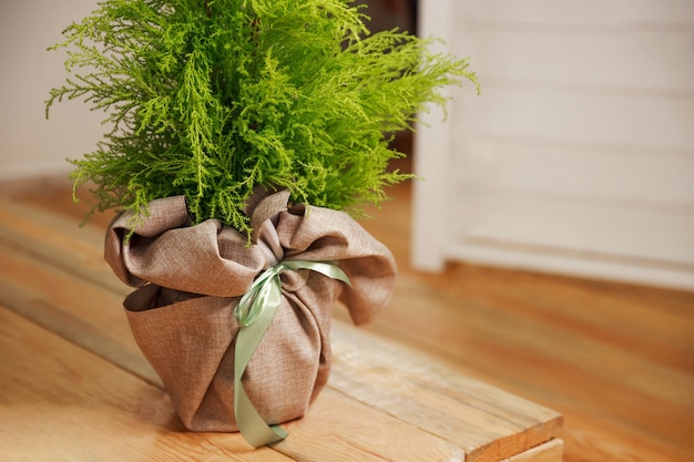 Plantas de coníferas verdes em um quarto interior moderno com piso de madeira