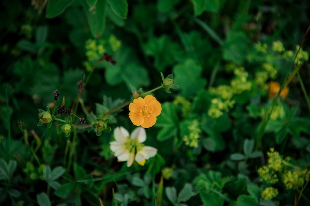 Plantas de cor branca e amarela que crescem na grama verde no campo