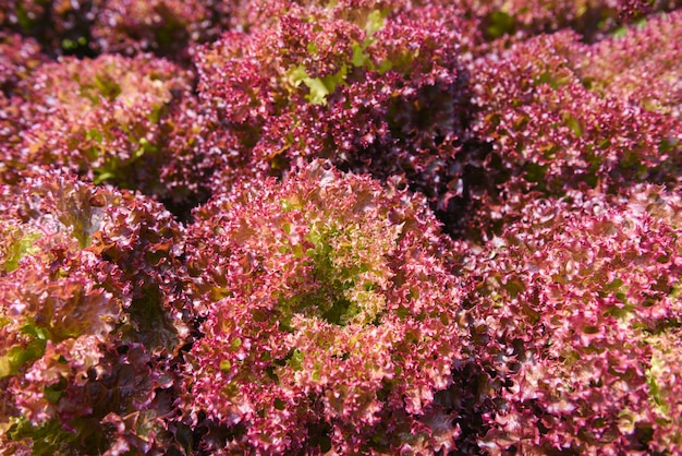 Plantas de coral vermelho