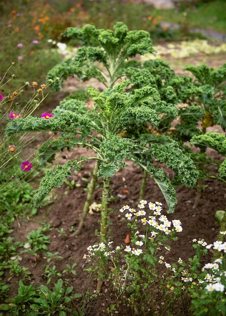 Plantas de couve curvilínea verde em solo orgânico natural no jardim de legumes do final do outono