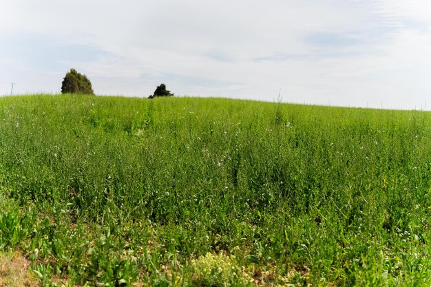 plantas de cultivo de chicória verde alta em um campo