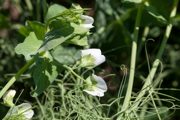 Plantas de ervilha durante a floração com pétalas brancas, um campo agrícola onde crescem ervilhas verdes