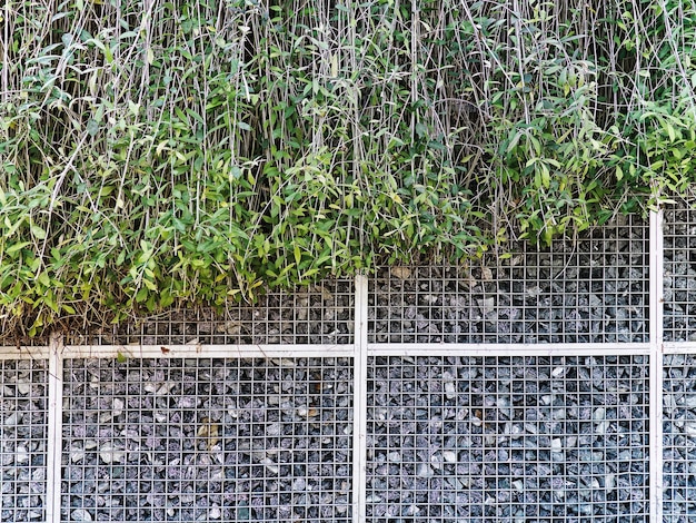 Foto plantas de escalada verdes sobre parede de pedra de malha de arame