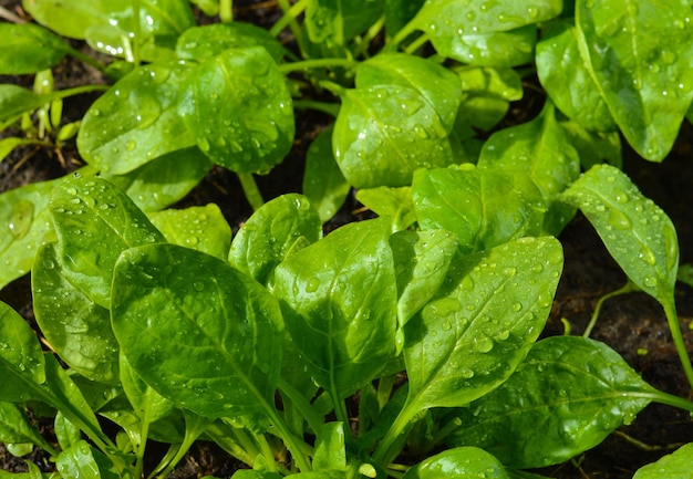 Plantas de espinafre quase prontas para colher vista superior