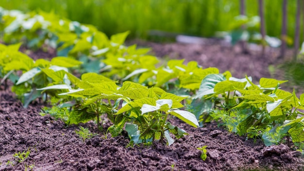 Plantas de feijão de baixo crescimento em uma cama Jardinagem em casa