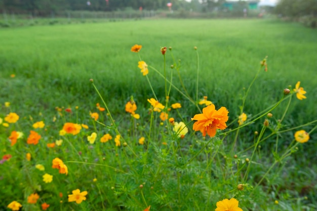 Plantas de flores cosmos em fazenda orgânica