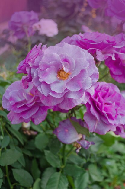 Plantas de flores de rosas de lavanda roxa crescendo no jardim Love Song flores desabrochando