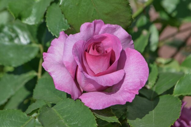 Plantas de flores de rosas de lavanda roxa crescendo no jardim Mamy Blue flores florescendo