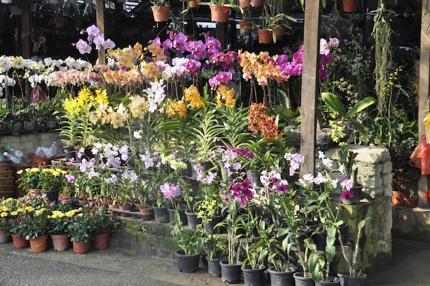 Plantas de flores em vaso no viveiro
