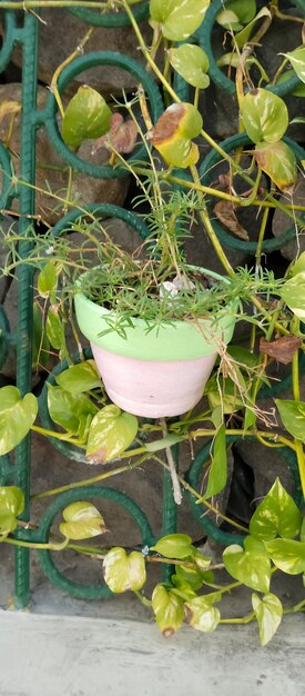 Foto plantas de flores em vaso tiradas de perto