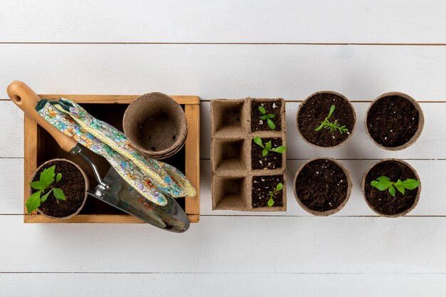 Plantas de flores em vasos que crescem em vasos biodegradáveis de musgo de turfa conceito de jardinagem sem plástico