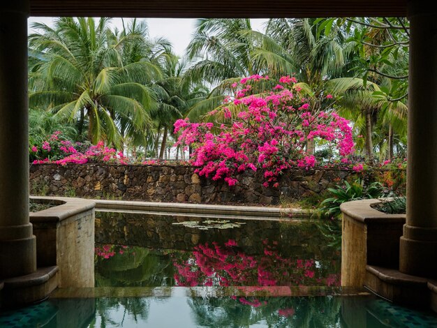 Foto plantas de flores rosas por lagoa no jardim